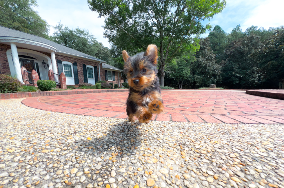 Cute Yorkshire Terrier Purebred Pup