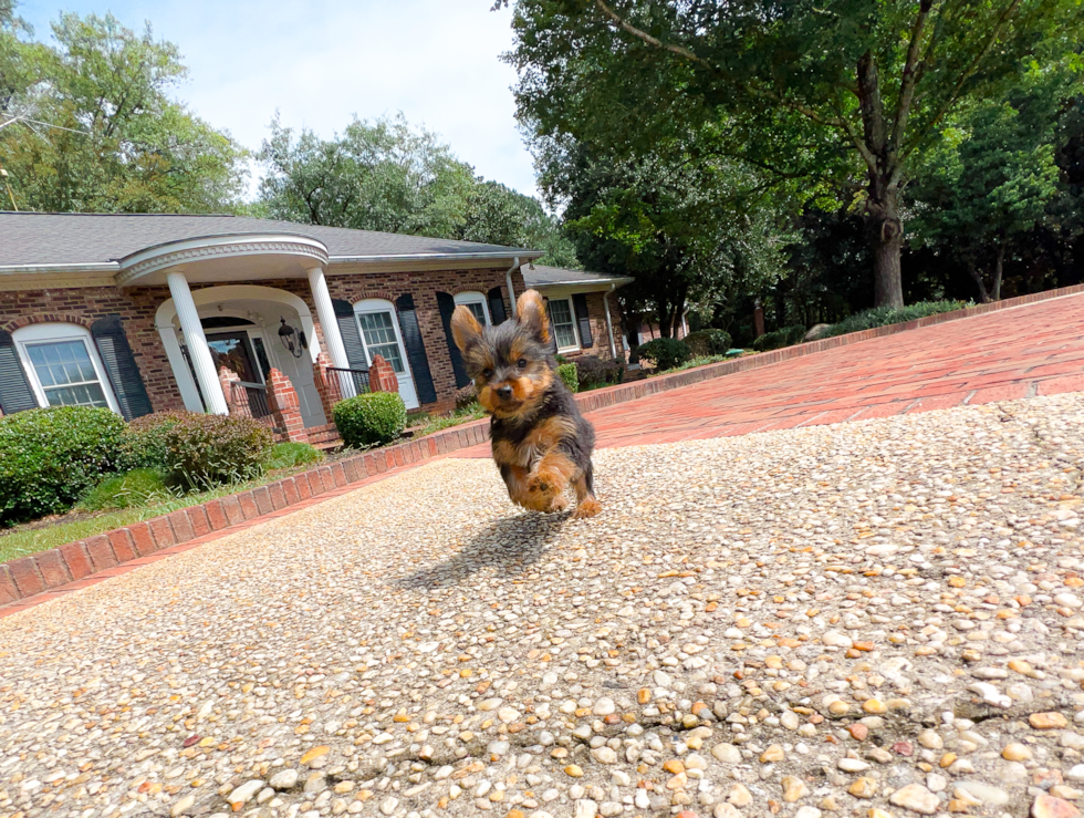 Yorkshire Terrier Puppy for Adoption