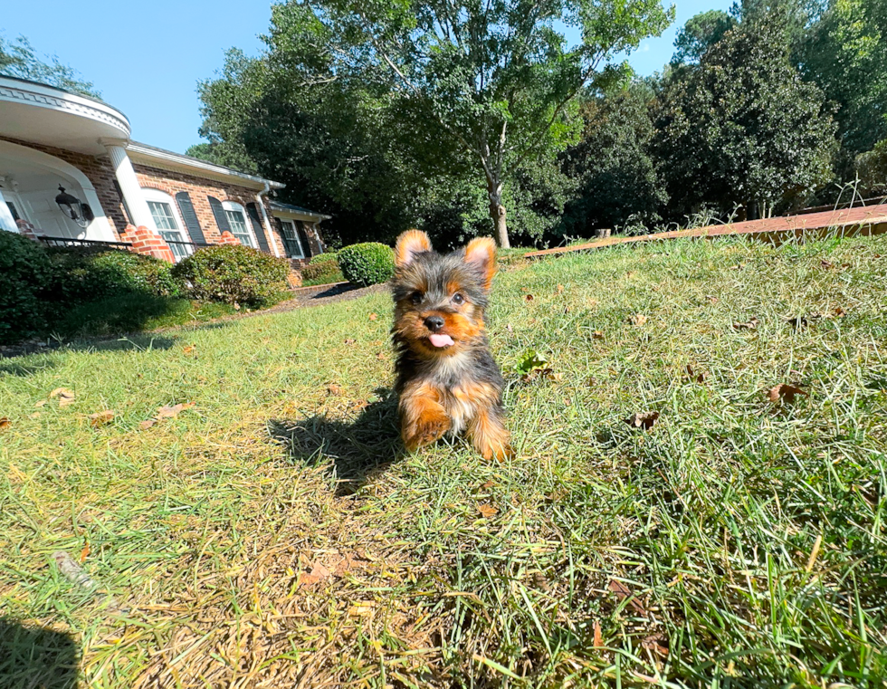 Cute Yorkshire Terrier Purebred Pup