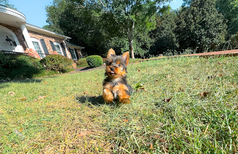 Cute Yorkshire Terrier Baby