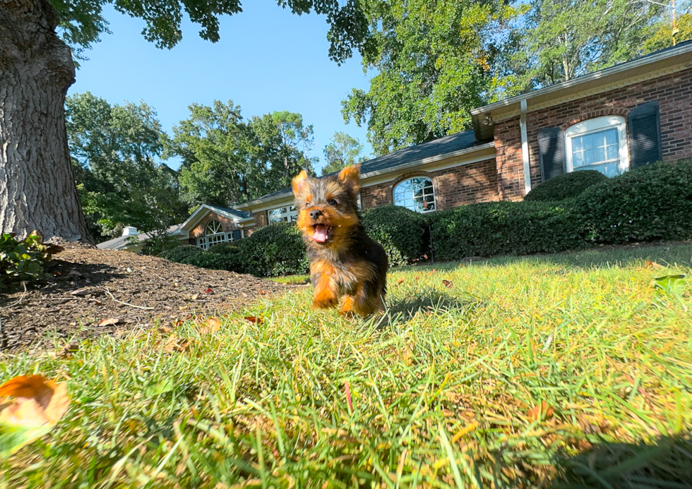 Cute Yorkshire Terrier Baby