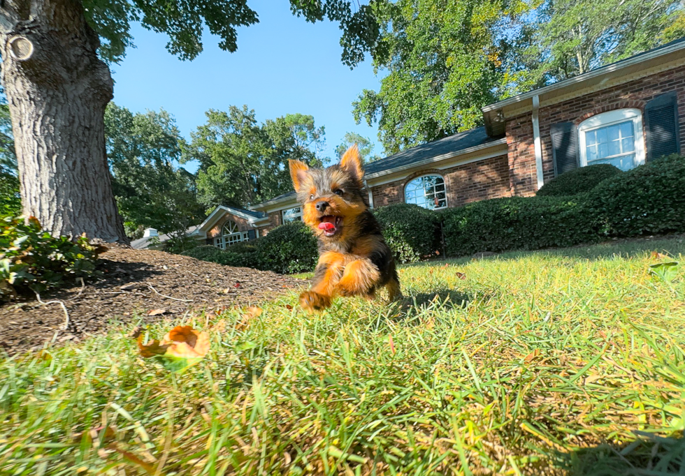 Best Yorkshire Terrier Baby