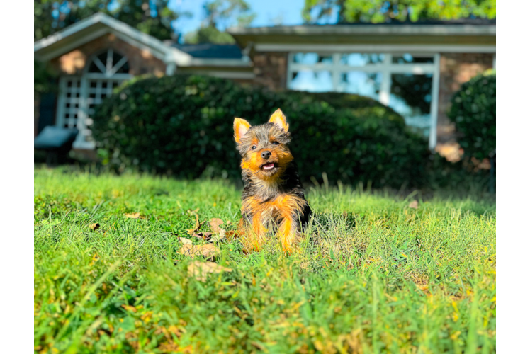 Cute Yorkshire Terrier Baby