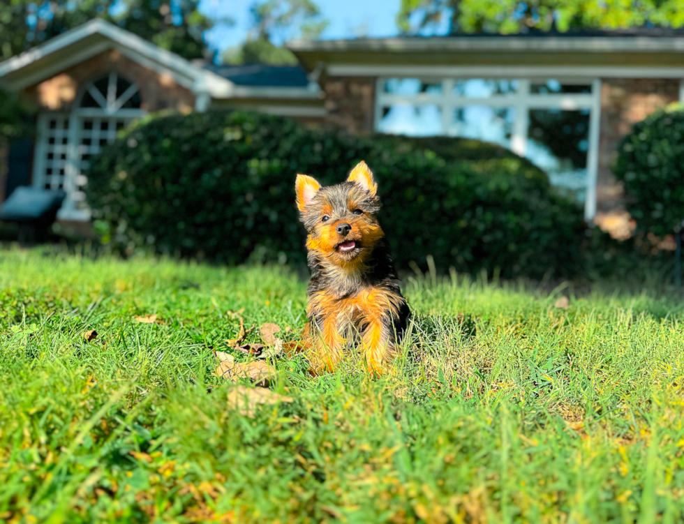 Cute Yorkshire Terrier Baby