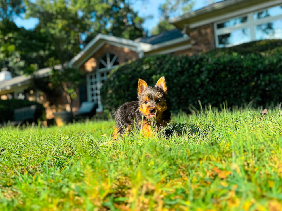 Best Yorkshire Terrier Baby