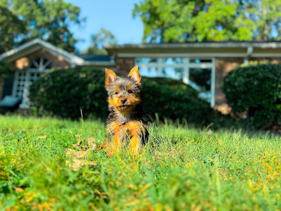 Cute Yorkshire Terrier Baby