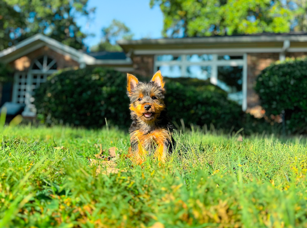 Cute Yorkshire Terrier Baby