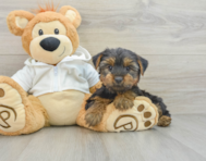 8 week old Yorkshire Terrier Puppy For Sale - Simply Southern Pups