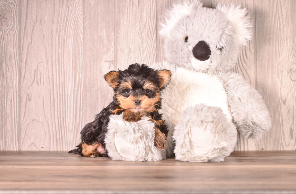 Cute Yorkie Purebred Puppy