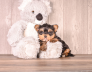 6 week old Yorkshire Terrier Puppy For Sale - Simply Southern Pups