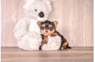 Yorkshire Terrier Puppy for Adoption