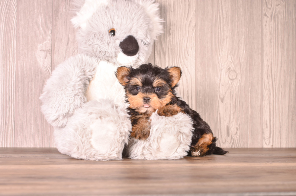 6 week old Yorkshire Terrier Puppy For Sale - Simply Southern Pups