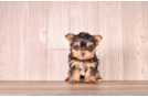 Cute Yorkshire Terrier Purebred Pup