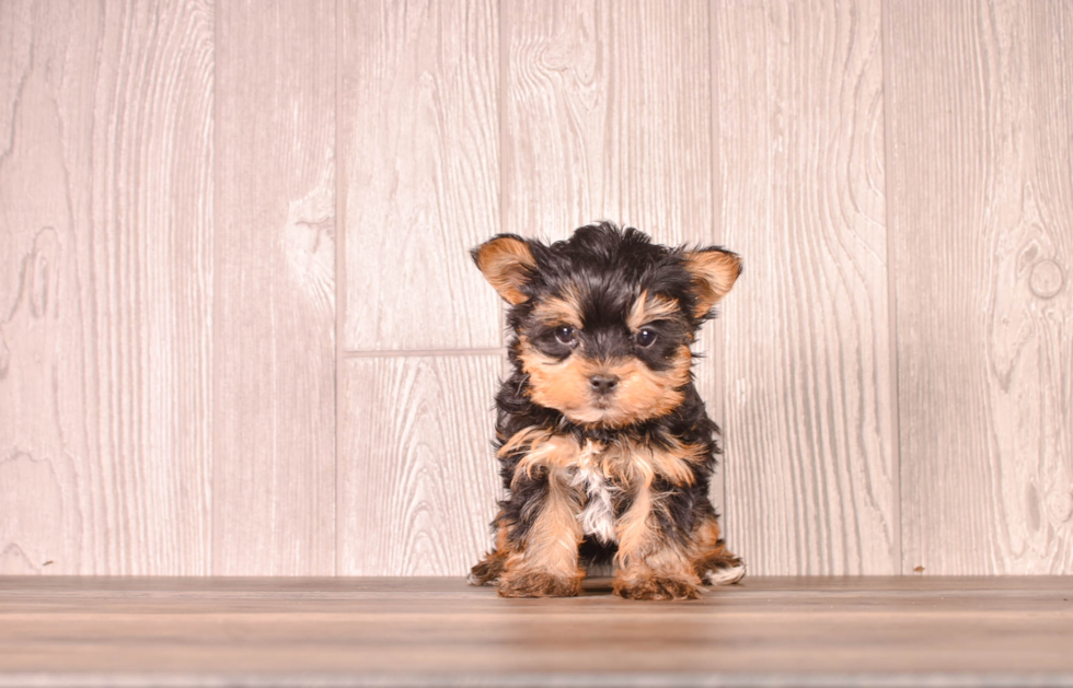 Cute Yorkshire Terrier Purebred Pup