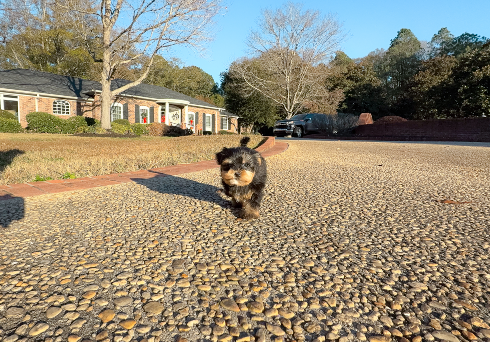 Yorkshire Terrier Puppy for Adoption