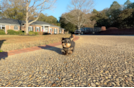 Yorkshire Terrier Pup Being Cute