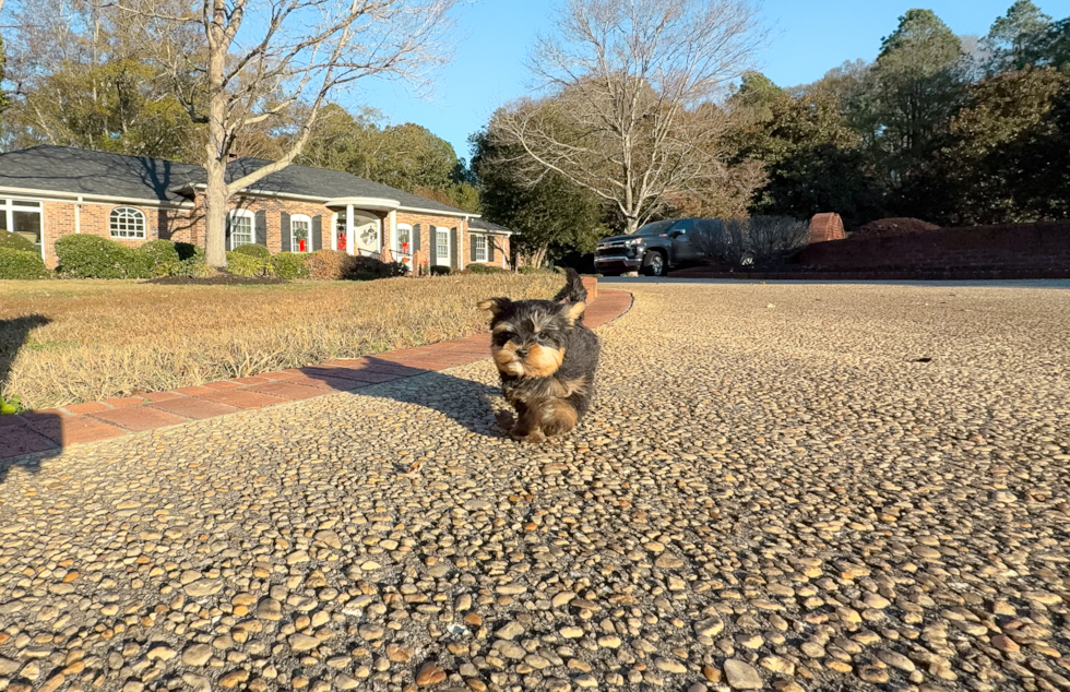 Yorkshire Terrier Pup Being Cute
