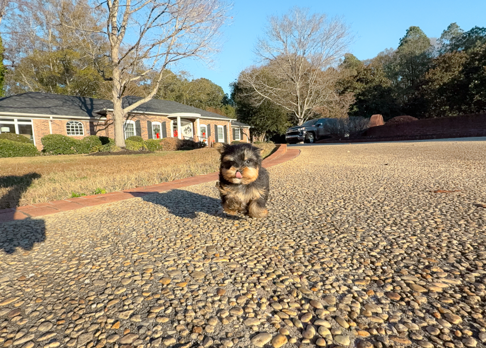 Cute Yorkie Purebred Puppy