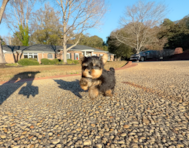 8 week old Yorkshire Terrier Puppy For Sale - Simply Southern Pups