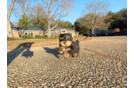 Yorkshire Terrier Pup Being Cute