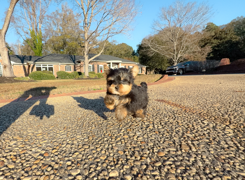 Yorkshire Terrier Pup Being Cute