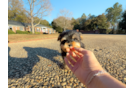 Yorkshire Terrier Pup Being Cute