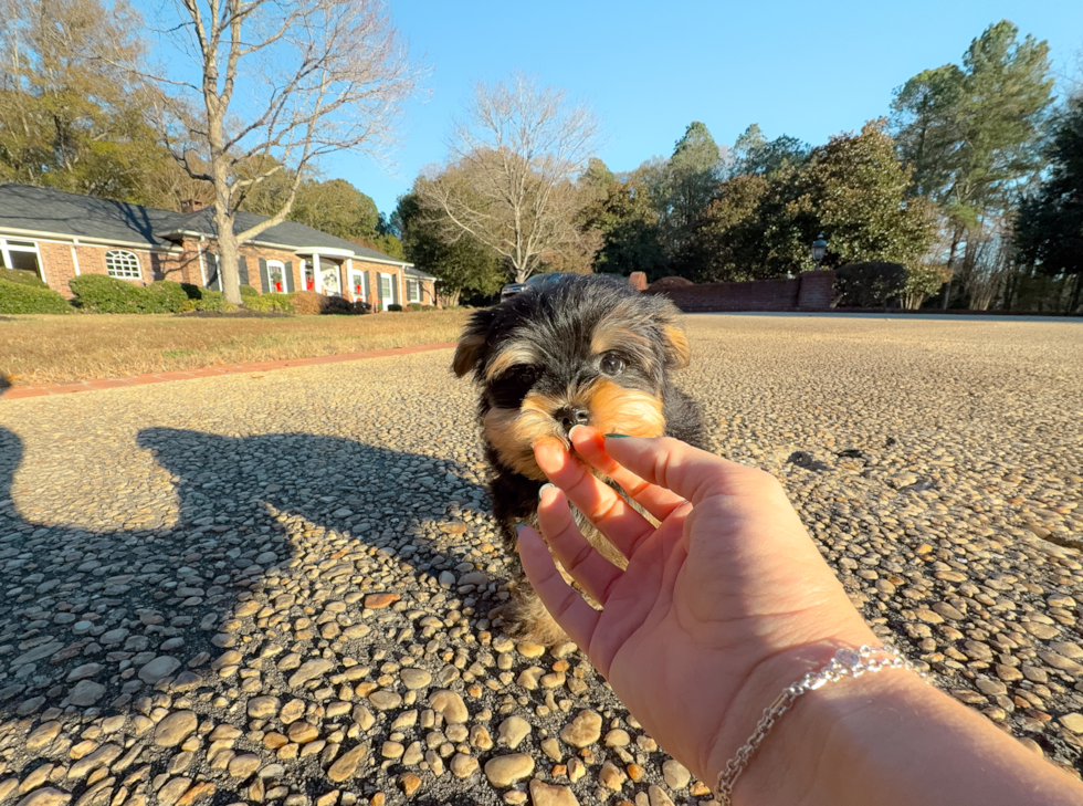 Yorkshire Terrier Pup Being Cute