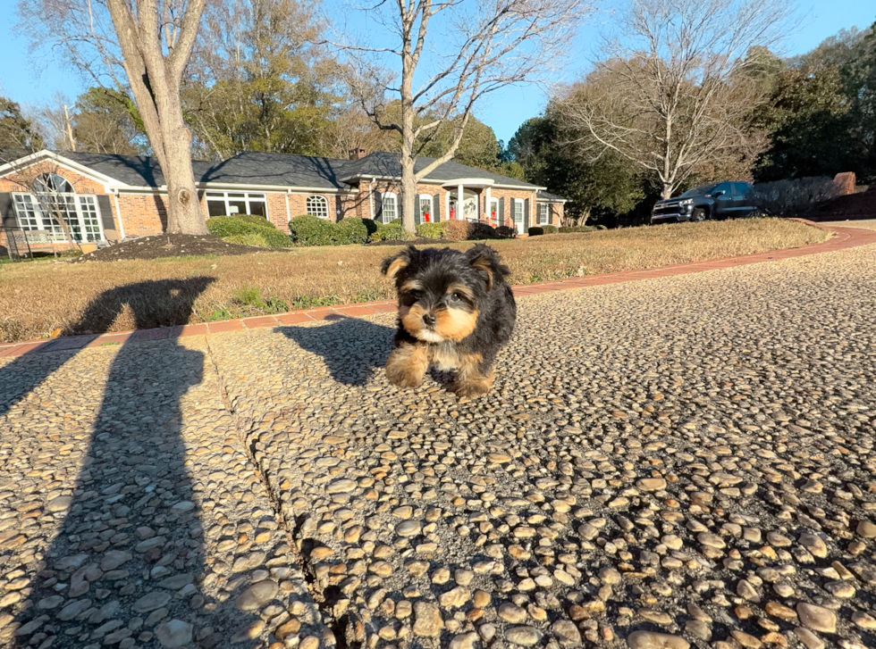 Cute Yorkshire Terrier Baby