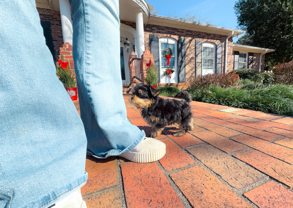 Yorkshire Terrier Pup Being Cute