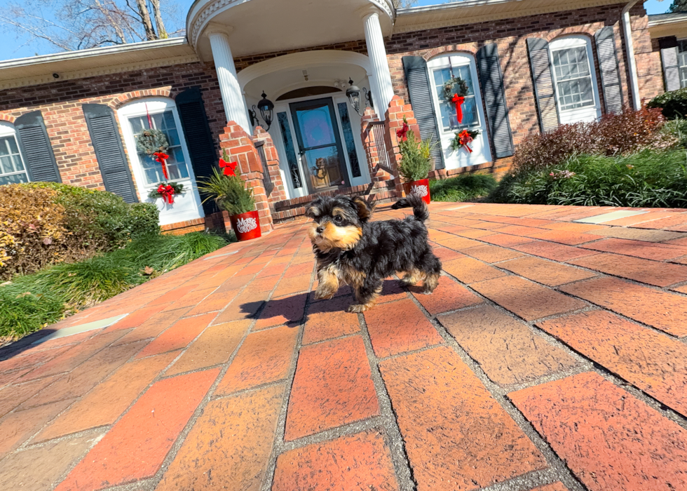 Yorkshire Terrier Puppy for Adoption