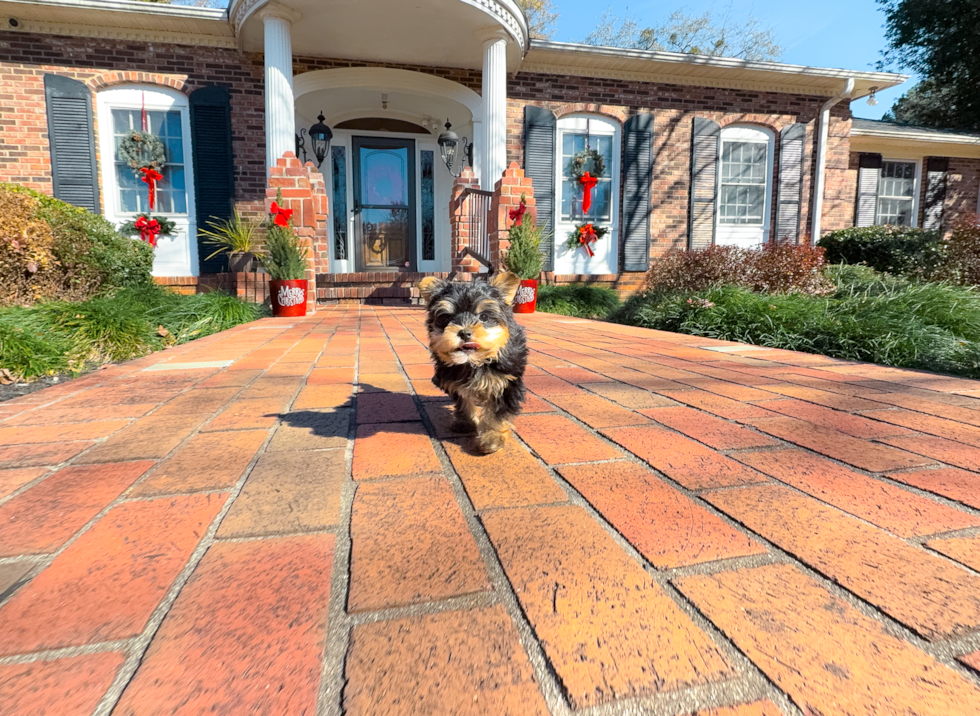 Cute Yorkshire Terrier Baby