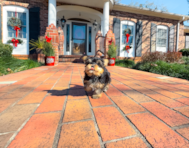 8 week old Yorkshire Terrier Puppy For Sale - Simply Southern Pups