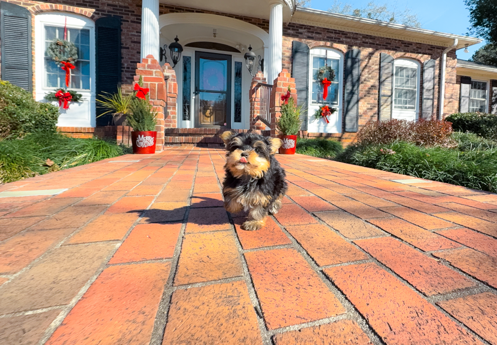 Cute Yorkshire Terrier Purebred Pup