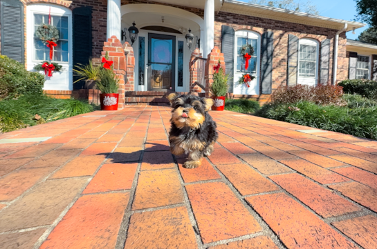 Cute Yorkshire Terrier Purebred Pup