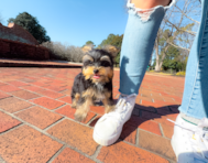 12 week old Yorkshire Terrier Puppy For Sale - Simply Southern Pups