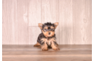 Cute Yorkshire Terrier Purebred Pup