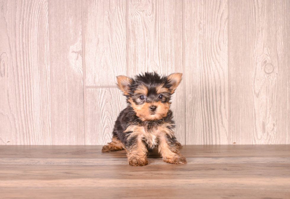 Cute Yorkshire Terrier Purebred Pup