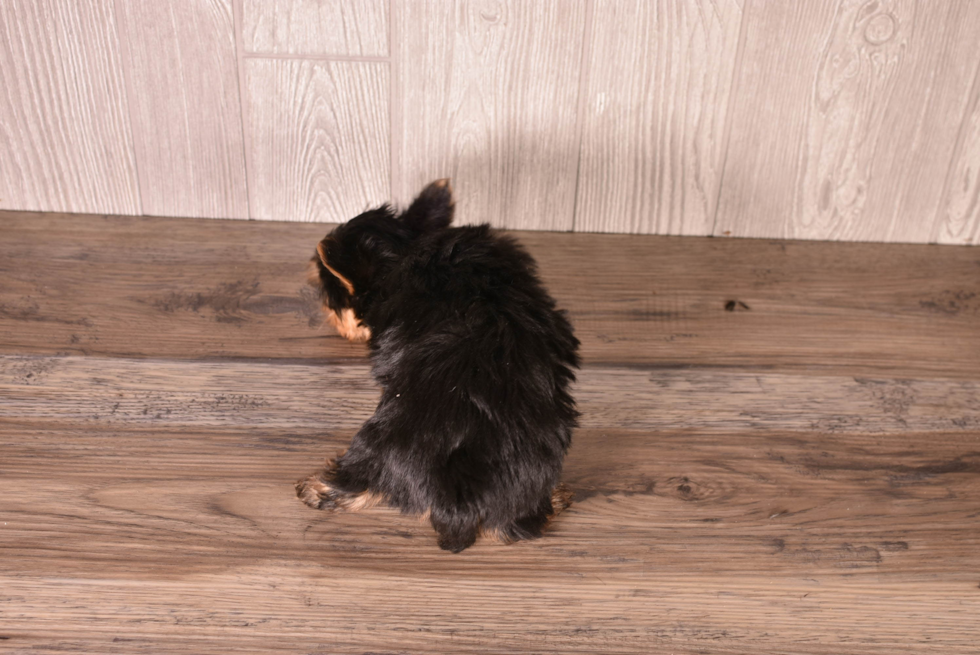 Yorkshire Terrier Pup Being Cute