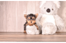 Cute Yorkshire Terrier Baby