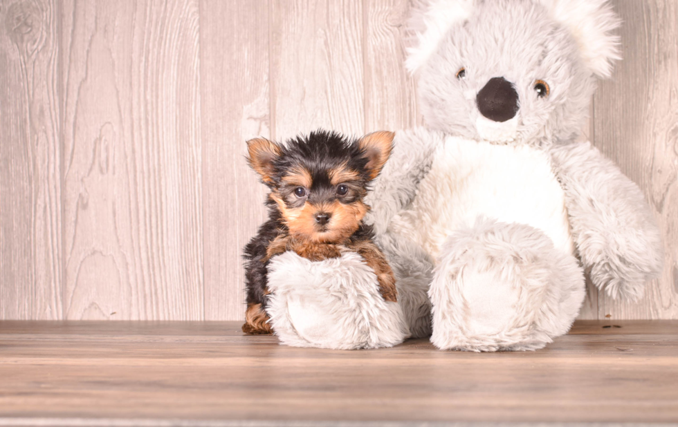 Cute Yorkshire Terrier Baby