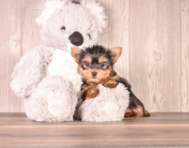 6 week old Yorkshire Terrier Puppy For Sale - Simply Southern Pups