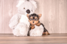 Best Yorkshire Terrier Baby