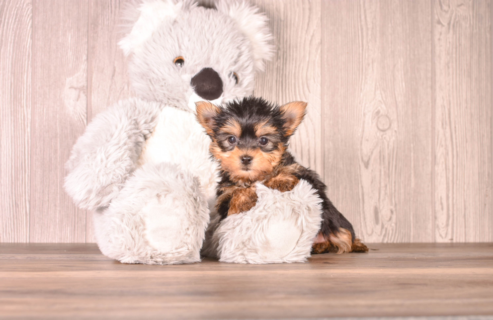 Best Yorkshire Terrier Baby