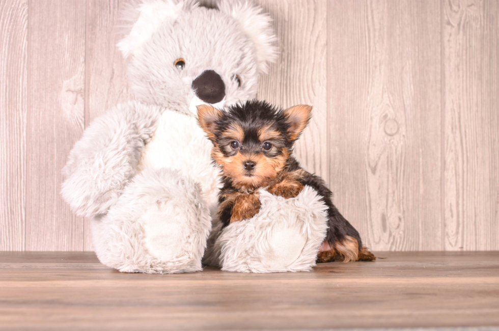 6 week old Yorkshire Terrier Puppy For Sale - Simply Southern Pups