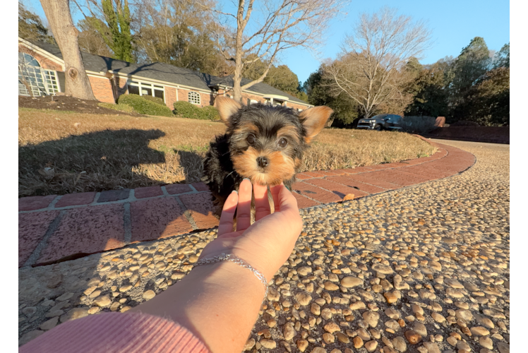 Cute Yorkshire Terrier Baby