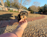 8 week old Yorkshire Terrier Puppy For Sale - Simply Southern Pups