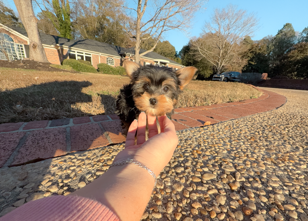 Cute Yorkshire Terrier Baby