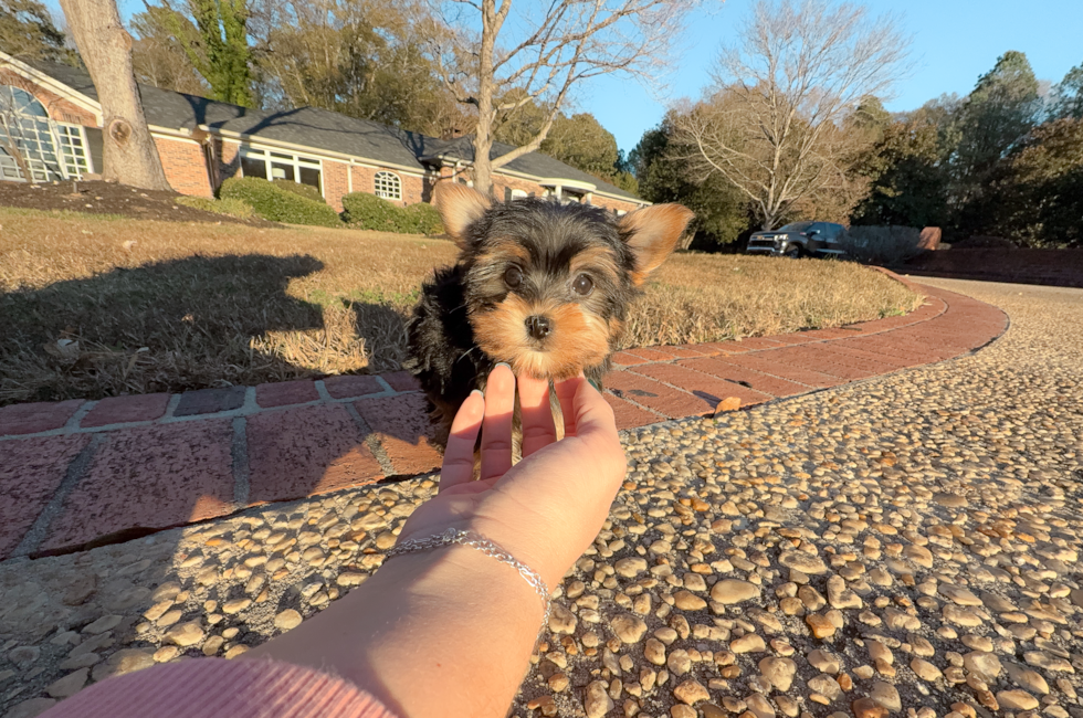 9 week old Yorkshire Terrier Puppy For Sale - Simply Southern Pups