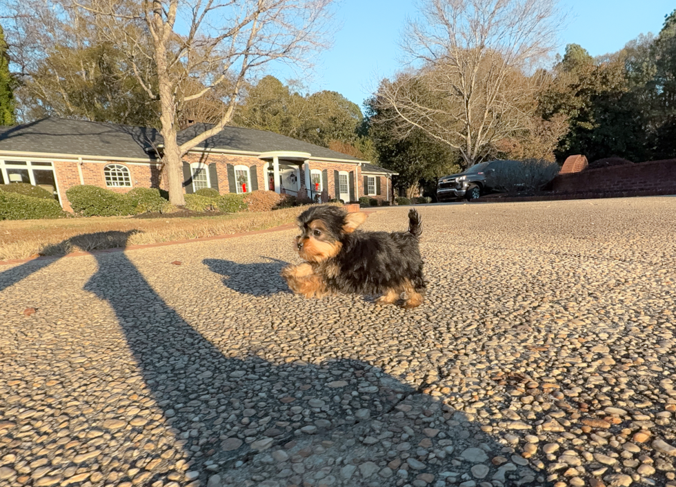 Cute Yorkshire Terrier Baby