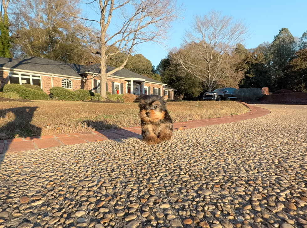 Cute Yorkshire Terrier Baby